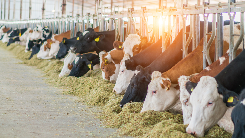 Aldo Vendramin mostra como a integração lavoura-pecuária transforma o campo.
