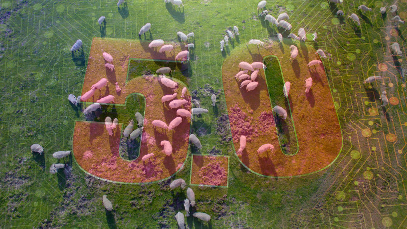 Precisão e bem-estar — Aldo Vendramin revela como a pecuária conectada fortalece resultados sustentáveis.